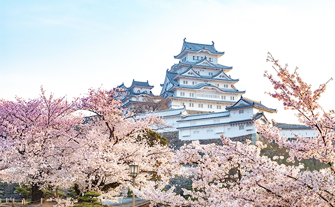 姫路城 桜