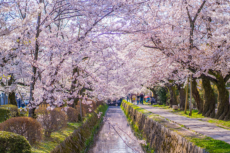 哲学の道 桜