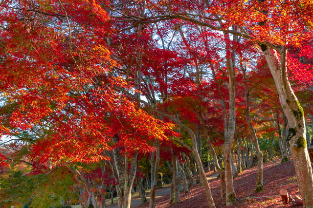 修善寺 もみじ林（イメージ）