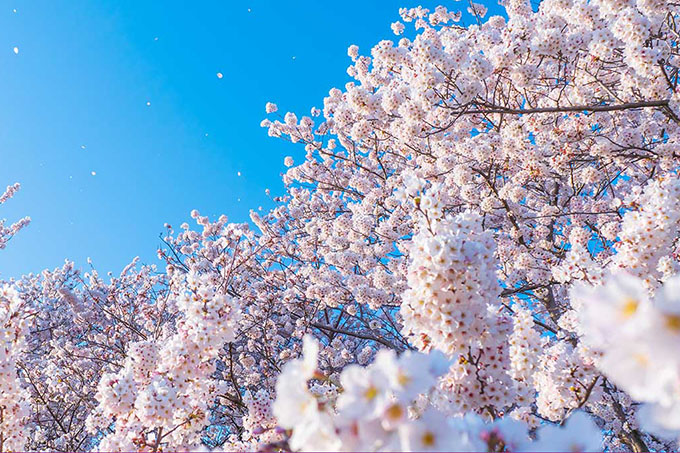 桜