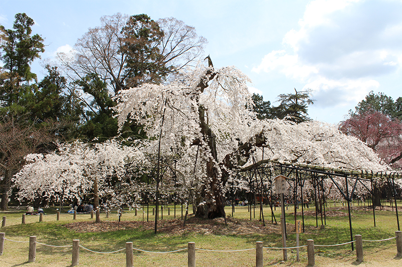 京都 上賀茂神社 御室桜（イメージ）