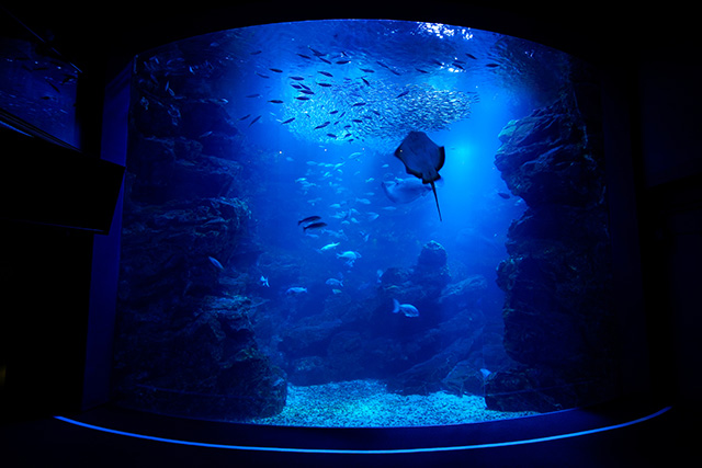 京都水族館（イメージ）