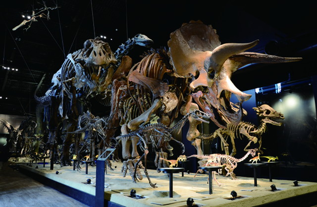 御船恐竜博物館 館内（イメージ）