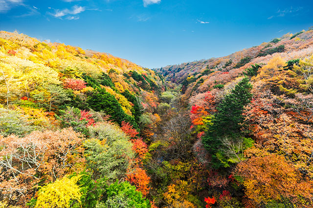 清里高原 紅葉（イメージ）