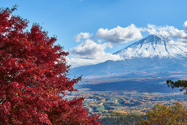 紅葉台 紅葉（イメージ）