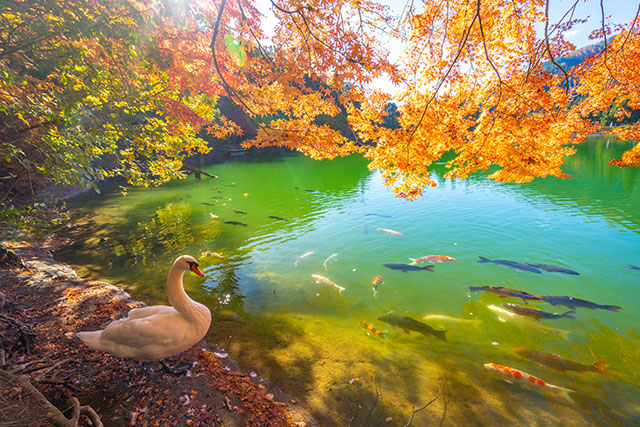 南伊奈ヶ湖 紅葉（イメージ）