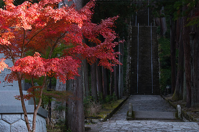 身延山久遠寺 紅葉（イメージ）