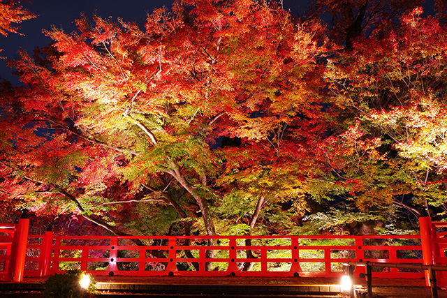 北野天満宮 紅葉ライトアップ（イメージ）