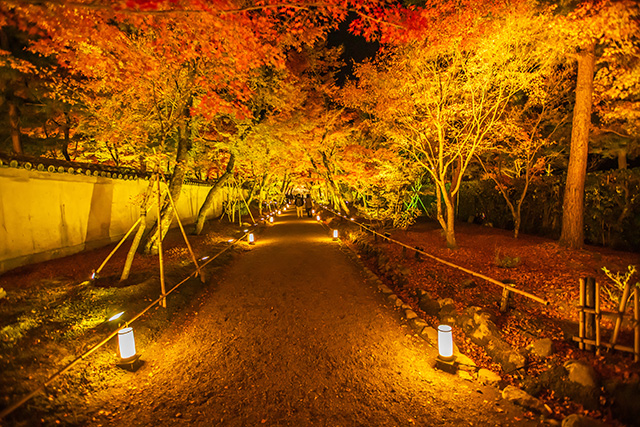 宝厳院 紅葉ライトアップ（イメージ）