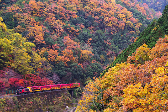 嵯峨野トロッコ列車と紅葉 日中の景色（イメージ）