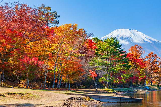 山中湖 紅葉（イメージ）