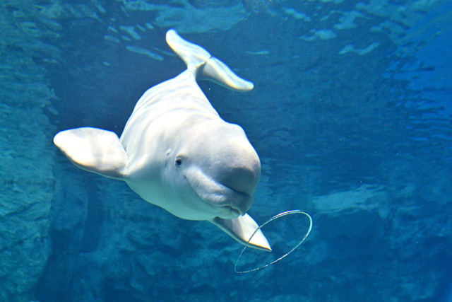 名古屋港水族館 シロイルカ（イメージ）