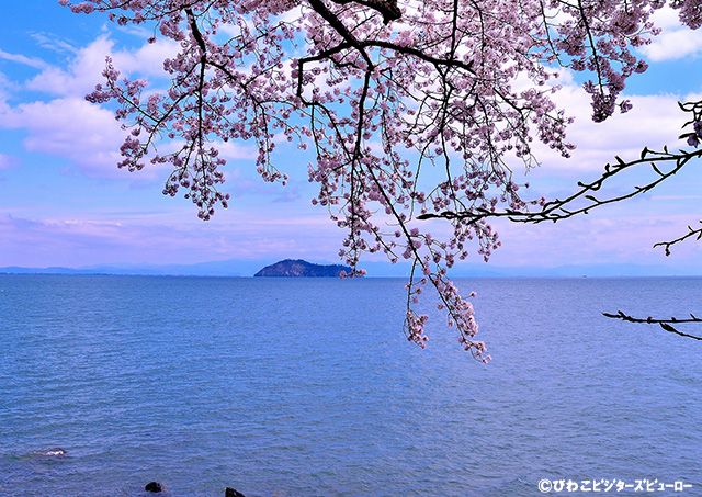 海津大崎桜（イメージ）画像提供：（公社）びわこビジターズビューロー