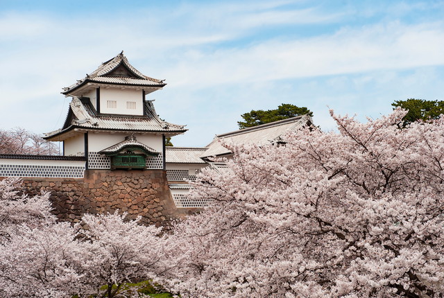 金沢城公園 桜（イメージ）