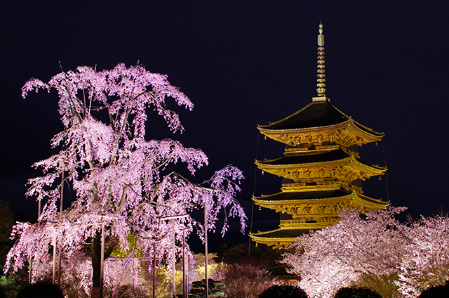 東寺 夜桜 ライトアップ（イメージ）