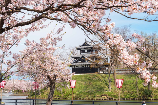 高田城址公園 桜（イメージ）