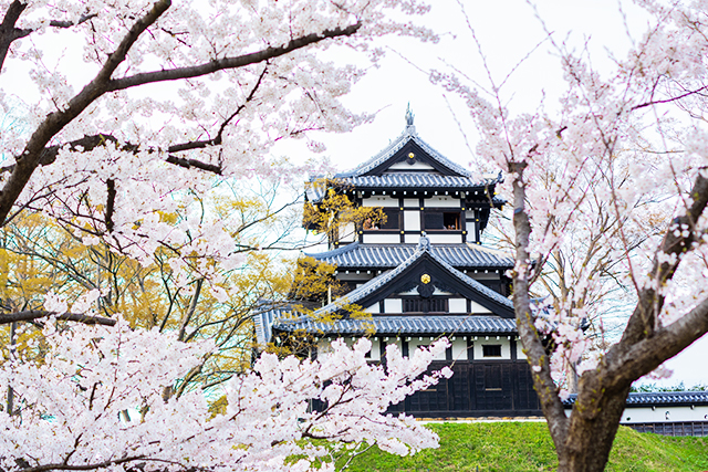 高田城と桜（イメージ）