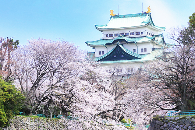 名古屋城と桜（イメージ）