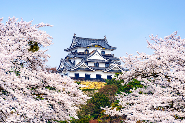 彦根城と桜（イメージ）