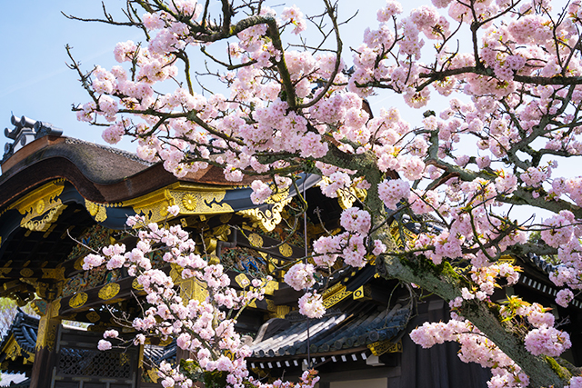 二条城と桜（イメージ）