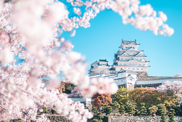 姫路城と桜（イメージ）