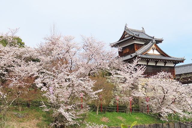 郡山城跡周辺の桜（イメージ）