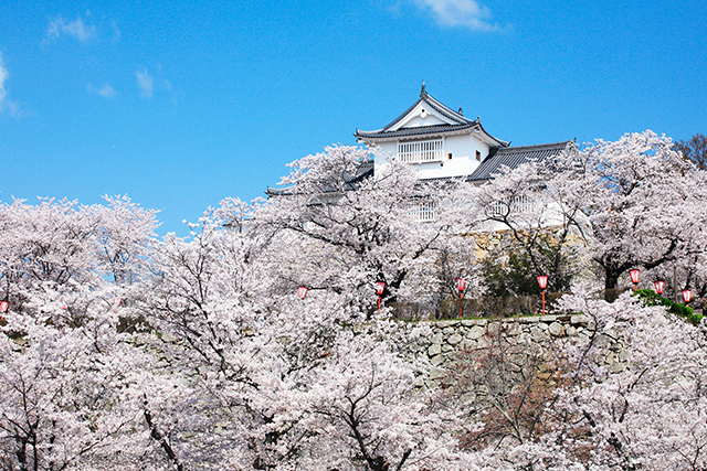 津山城と桜（イメージ）