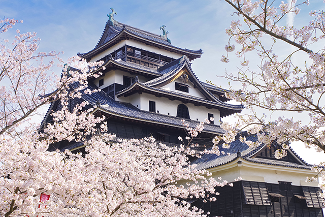 松江城と桜（イメージ）