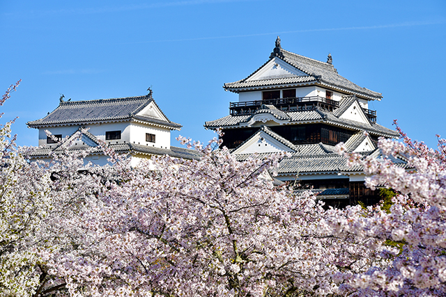 松山城と桜（イメージ）