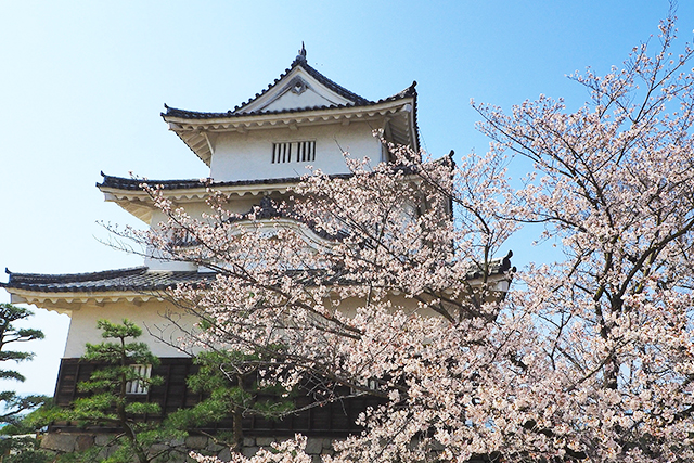 丸亀城と桜（イメージ）