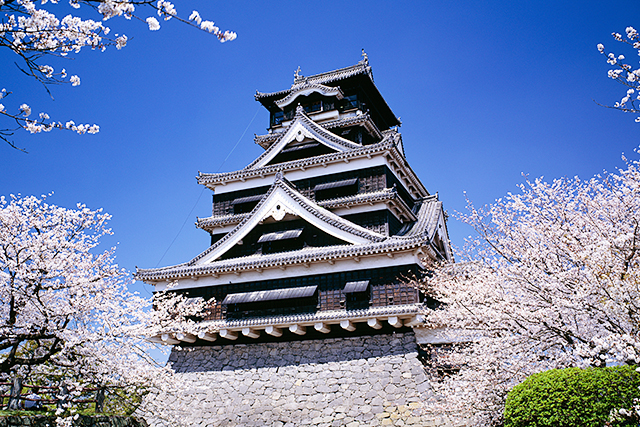 熊本城と桜（イメージ）