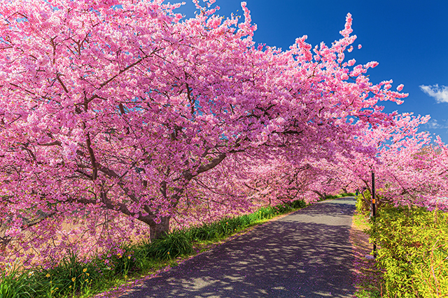 河津桜まつり（イメージ）