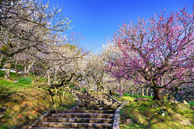 熱海梅園（イメージ）