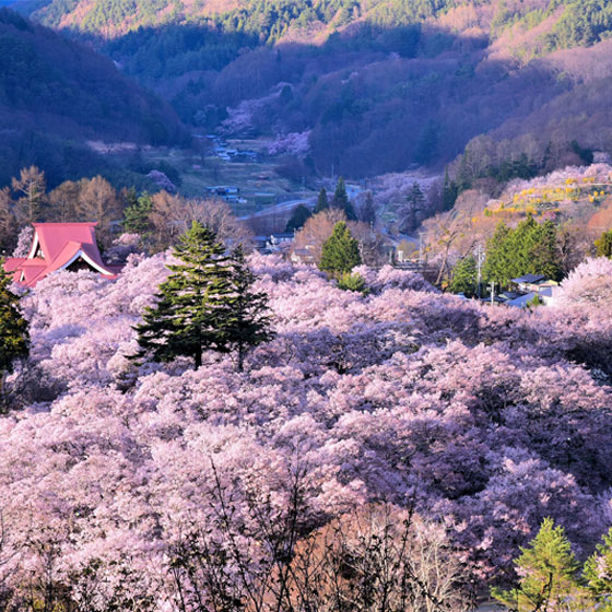 吉野山千本桜