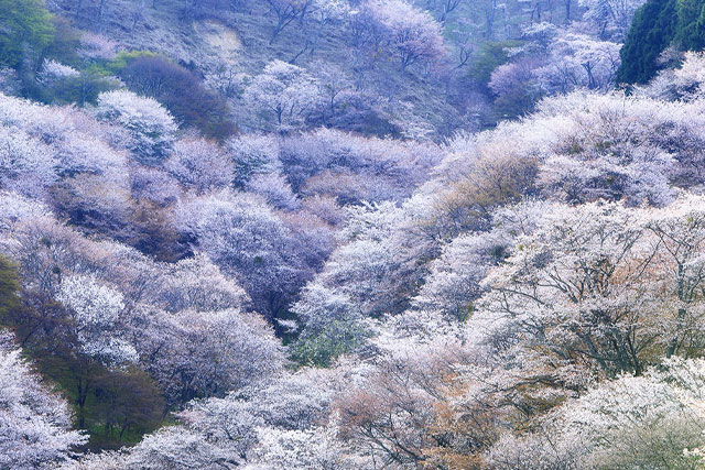 高野山