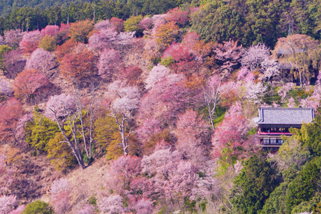 吉野山千本桜