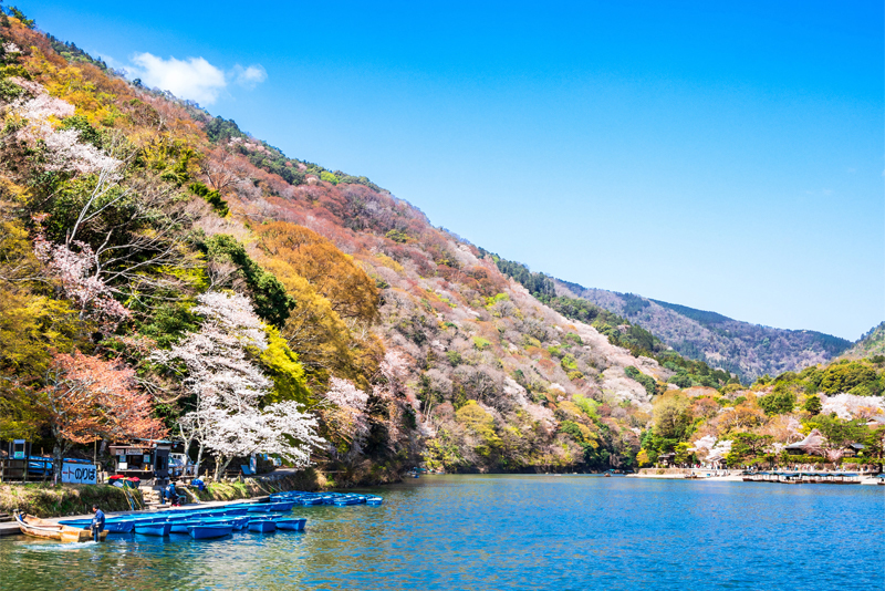 嵐山の桜