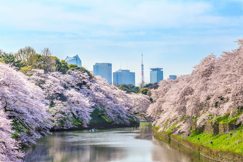 千鳥ヶ淵の桜