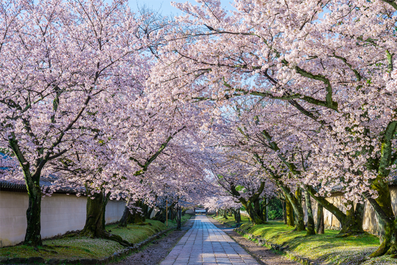 醍醐寺の桜