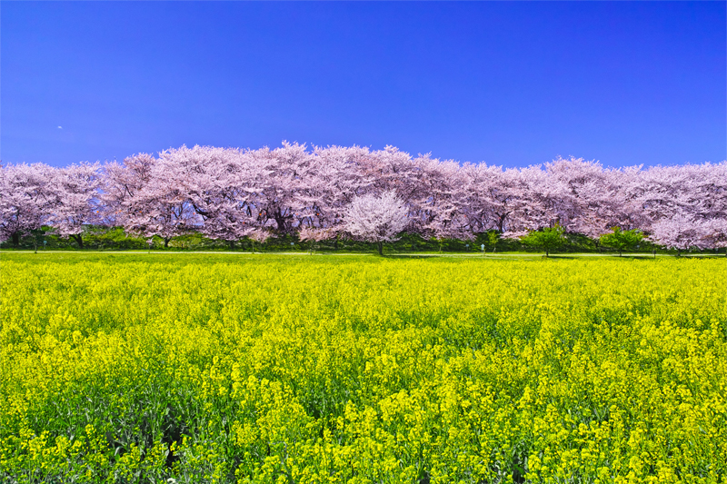 幸手権現堂桜堤