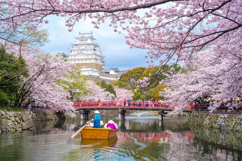 姫路城の桜