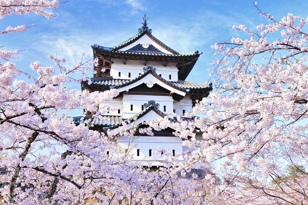 弘前公園の桜