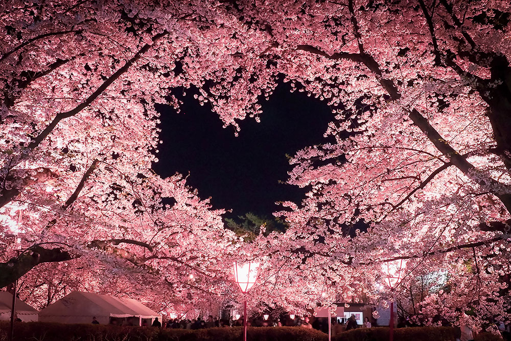 弘前公園の桜