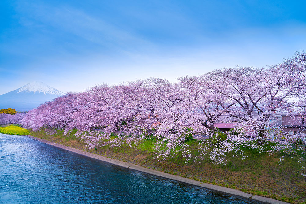 弘前公園の桜