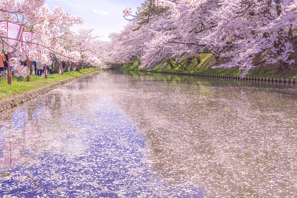 弘前公園の桜