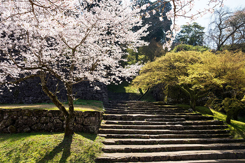 人吉城跡の桜