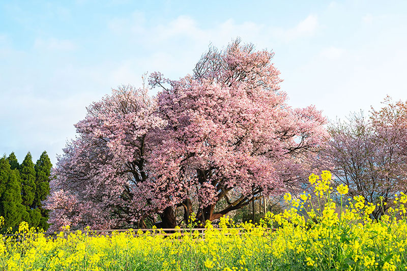 一心行の大桜