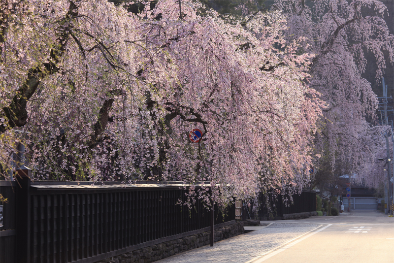 角館の桜