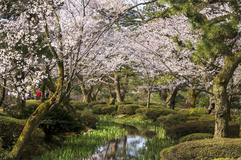 兼六園の桜