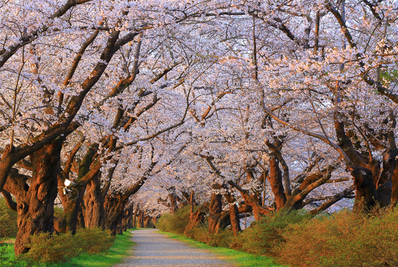 北上展勝地の桜